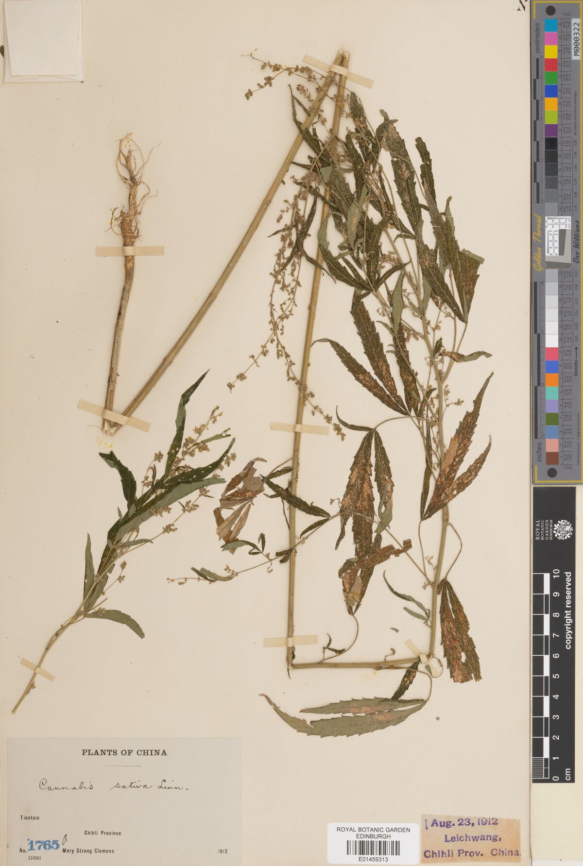 Digitised herbarium sheet with long Cannabis stems with leafy flowering branches and a printed Plants of China label.