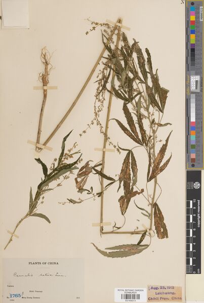 File:Clemens 1765a specimen E01459313.jpg