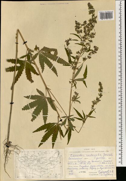 File:Gubanov 10186 specimen MW0175111.jpg