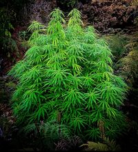 Bright green cannabis plant with long flowering branches photographed at night