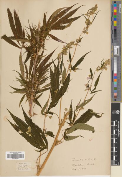 File:Watt 9393 specimen E00248817.jpg