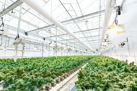 Rows of uniform flowering cannabis plants, all bearing dense stigma-covered inflorescences and no pollen sacs.