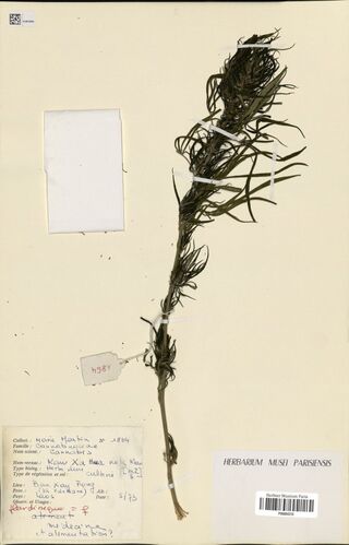 Digitised herbarium sheet with a single Cannabis sativa stem, a red tag and a handwritten French collection label.
