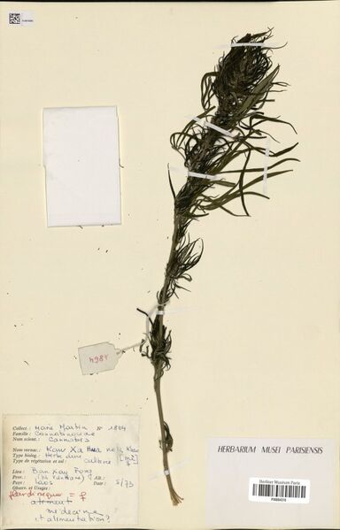 File:Martin 1864 specimen P06884316.jpg