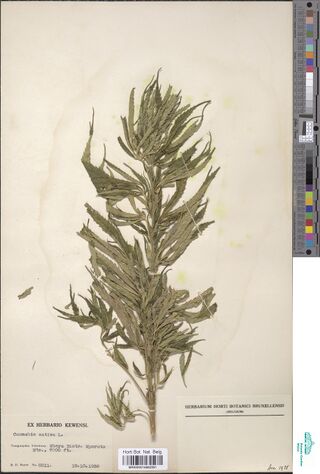 Digitised herbarium sheet with one dense, leafy Cannabis stem with narrow leaflets, a typed Kew label at the lower left and a printed Brussels herbarium label at the lower right.