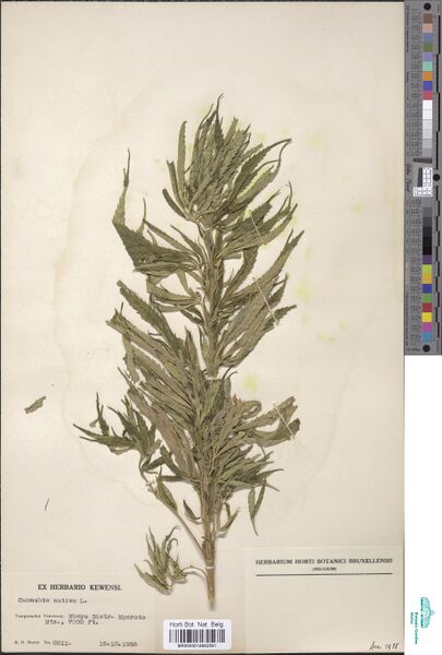 File:Burtt 6211 specimen BR0000014662591.jpg