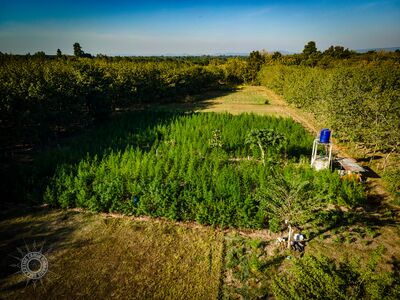 The Lin Pooh Family landrace cannabis farm in the Phu Phan hills of Sakhon Nakhon Province, Thailand as seen from above.