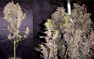 Two photographs side by side of a flowering cannabis plant against a black backdrop, the right one a closer view of purple-tinged buds.
