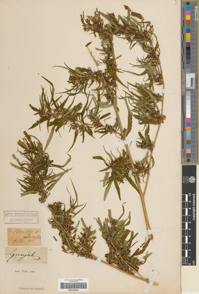 File:Wight specimen E00248604.jpg