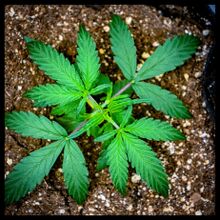Young cannabis plant with narrow-leafleted leaves, seen from above