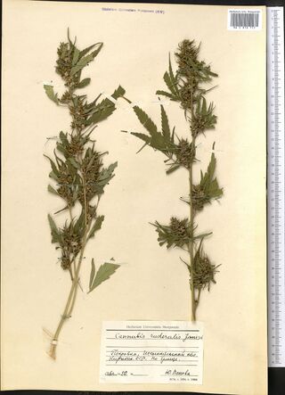 Digitised herbarium sheet with two leafy Cannabis stems bearing dense clusters of flowers, and a handwritten label at the lower right.