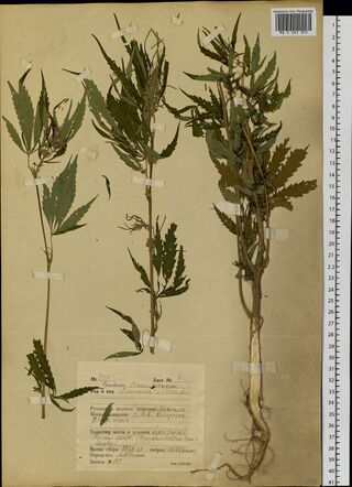 Digitised herbarium sheet with three tall, leafy Cannabis stems, one of them with a long root, and a printed form completed by hand at the foot.