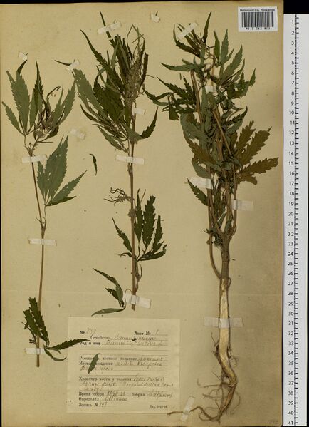 File:Adrianov 239 specimen MW0062802.jpg