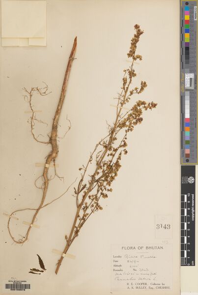 File:Cooper 3143 specimen E00150673.jpg