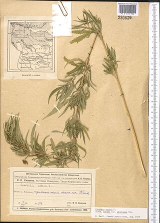 Digitised herbarium sheet with one long leafy Cannabis stem of narrow leaflets, folded into a V to fit the sheet, a printed map slip at the top left, and a printed label completed by hand at the foot.