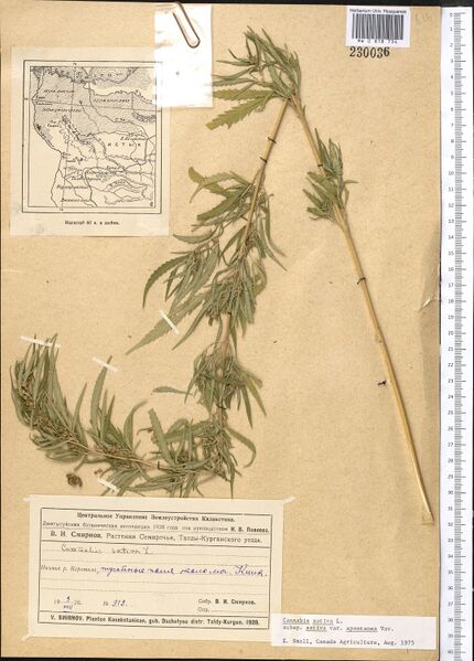 File:Smirnov 919 specimen MW0818734.jpg