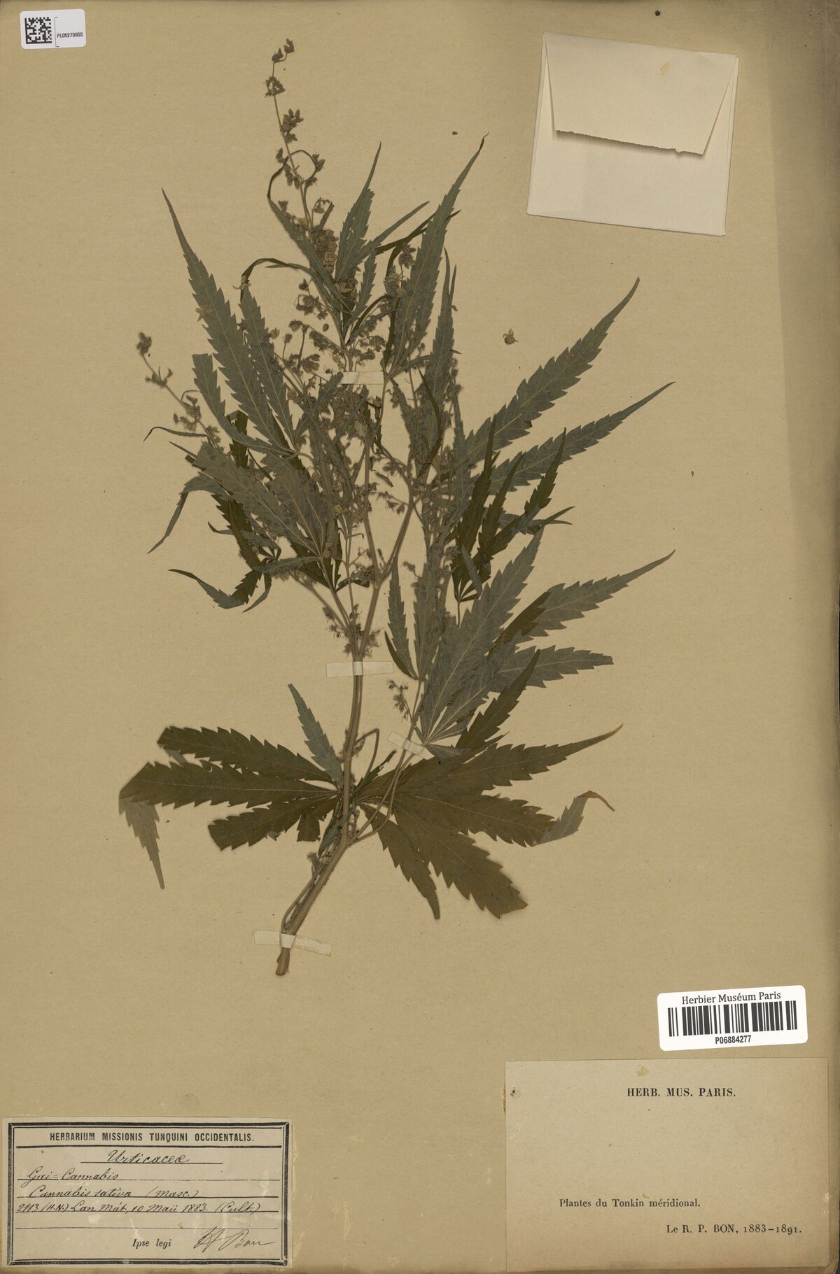 Digitised herbarium sheet with a tall branched male Cannabis plant carrying loose flower clusters, a framed handwritten mission label at the lower left and a printed museum label at the lower right.