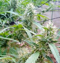 Cannabis flower tops with white pistils