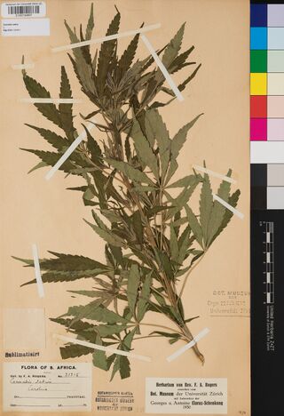 Digitised herbarium sheet of a broad-leaved Cannabis sativa shoot with a printed Flora of S. Africa label reading Caroline, Transvaal.