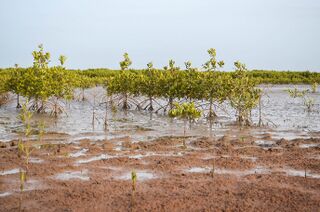 Mangroves near Ziguinchor