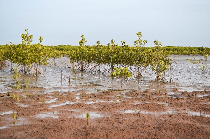File:Casamance-mangroves.jpg