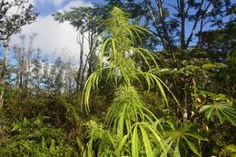 Tall, thin cannabis plant with drooping leaves among trees and ferns