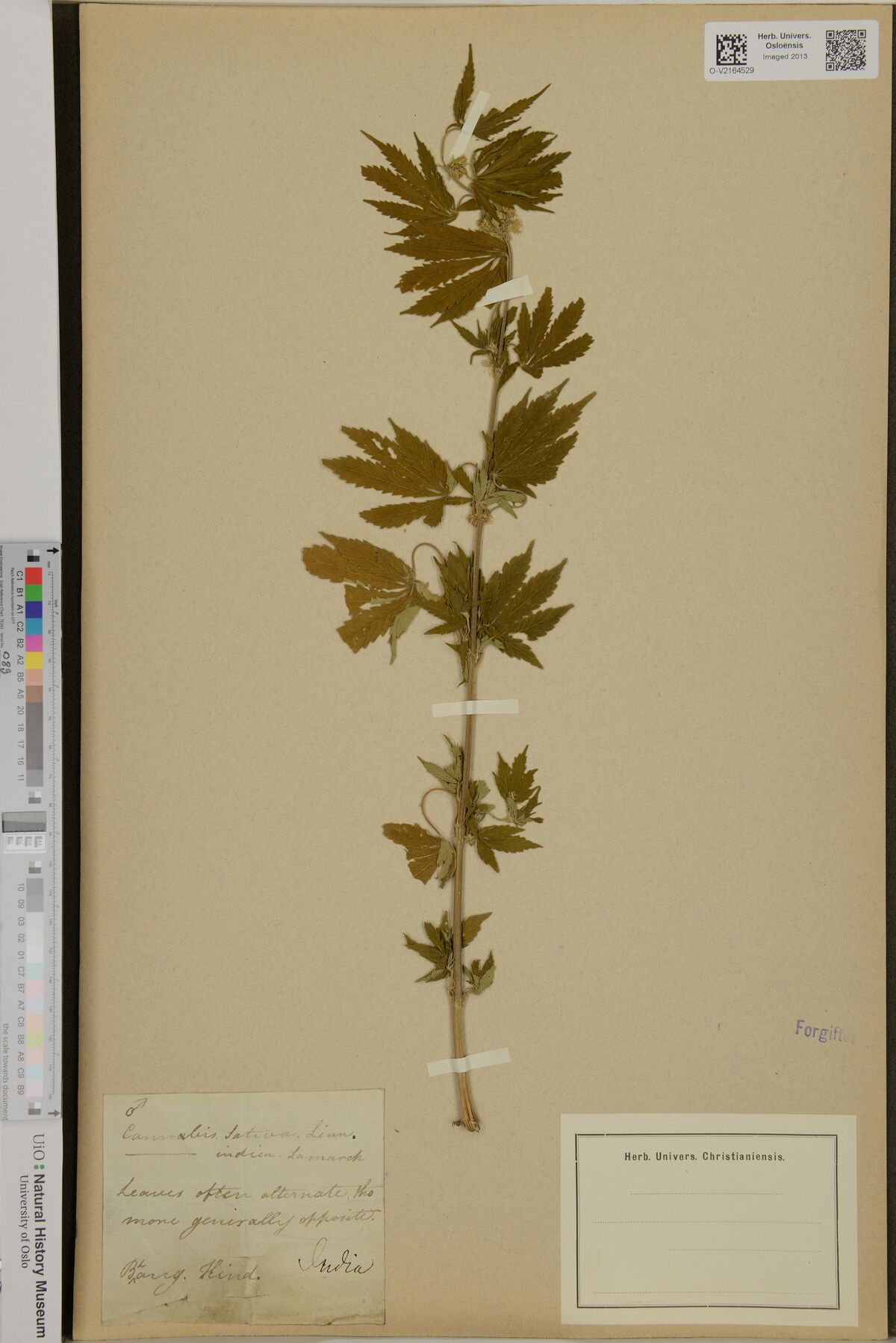 Digitised herbarium sheet on tan paper with one leafy Cannabis stem and a small handwritten slip at the lower left.