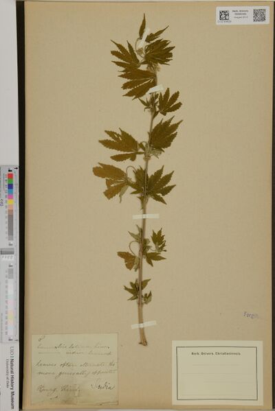 File:Roxburgh s.n. specimen O-V-2164529.jpg