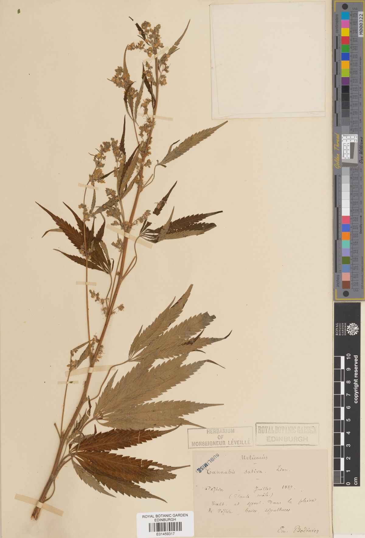 Digitised herbarium sheet with a tall Cannabis stem with branched open flower clusters, a handwritten French label and the printed slip of the Léveillé herbarium.