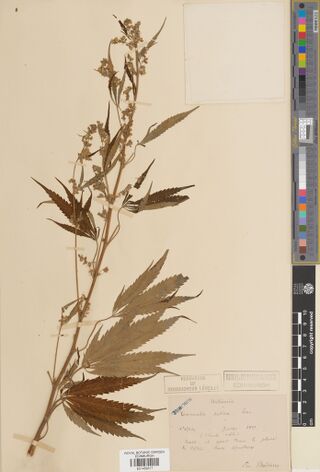 Digitised herbarium sheet with a tall Cannabis stem with branched open flower clusters, a handwritten French label and the printed slip of the Léveillé herbarium.