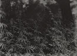 Black-and-white photograph of tall, loosely branched cannabis plants with narrow, divided leaves growing thickly under trees.