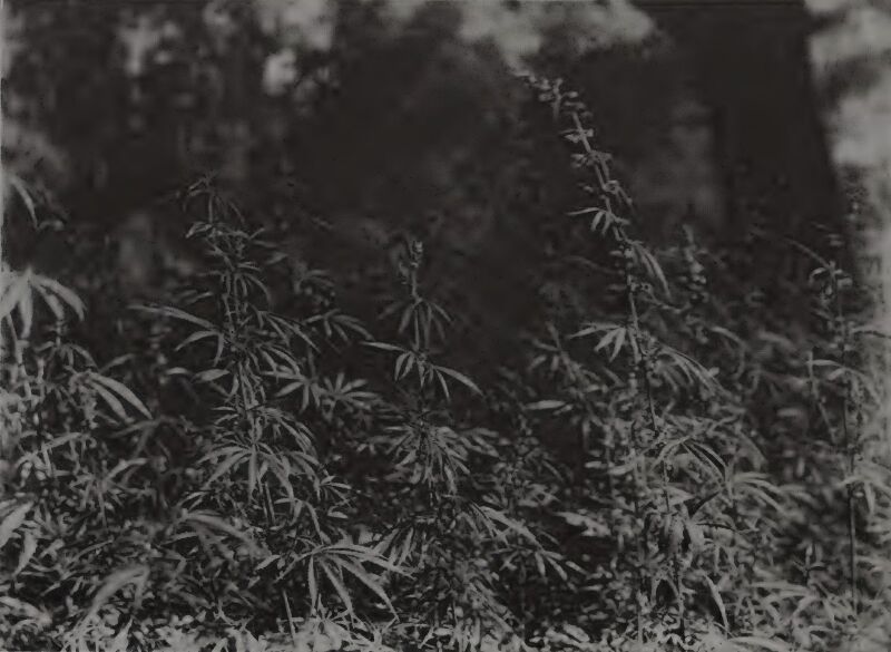 File:Bhang-wild-growth-amritsar-1894.jpg