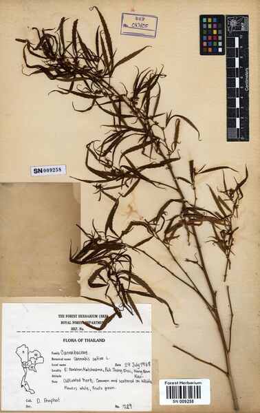 File:Praphat 729 specimen SN009258.jpg