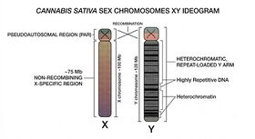 Diagram of the cannabis XY chromosome pair; a long non-recombining region shaded across most of both chromosomes and a short pseudoautosomal region at one tip where X and Y align.
