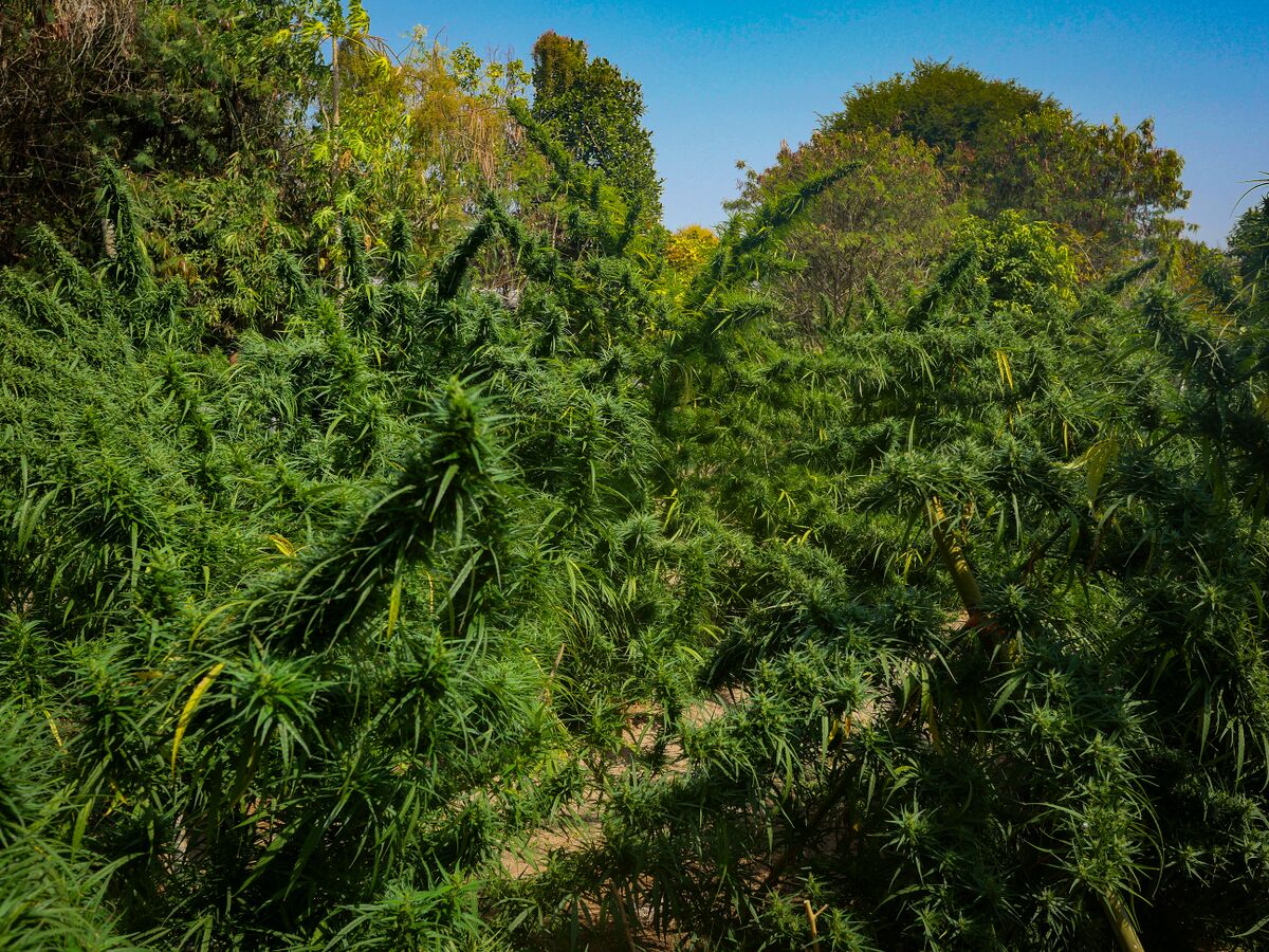 Landrace cannabis at Khun Aek's farm in the Phu Phan hills of Northeastern Thailand.