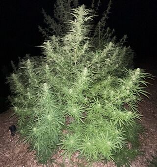 Cannabis plants in flower at night, lit from the front, with pale resinous tops
