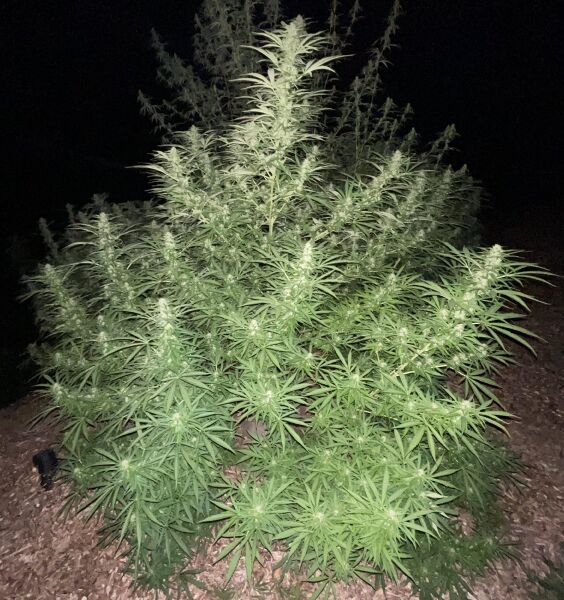 File:RSC Nepalese Mountain Ganja 1.jpg