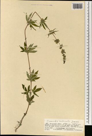 Digitised herbarium sheet with a single long, bending Cannabis stem with sparse palmate leaves and flowers at the tip, and a typed label at the lower right.