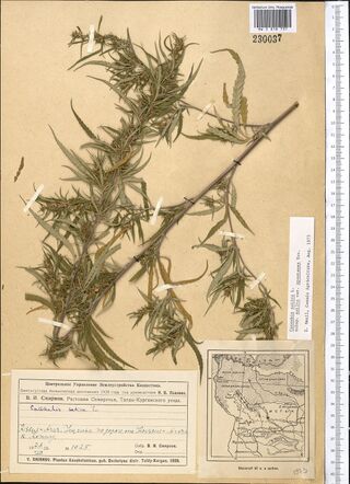 Digitised herbarium sheet with a thick, branched Cannabis stem laid on the diagonal with many narrow-leafleted leaves, a typed slip at the right edge, and a printed map slip and label at the foot.
