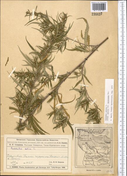 File:Smirnov 1025 specimen MW0818737.jpg
