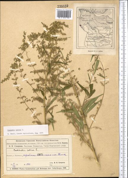 File:Smirnov 921 specimen MW0818733.jpg