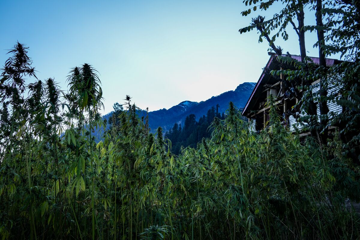 Landrace cannabis growing near a house in Atolang in the Malana Valley, Himachal Pradesh - India