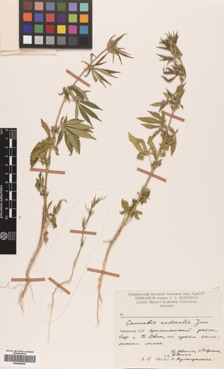 Digitised herbarium sheet with three slender, branched Cannabis plants with their roots, a colour chart at the top and a printed label completed by hand at the lower right.