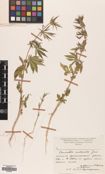 File:Avetisyan s.n. specimen E00405496.jpg
