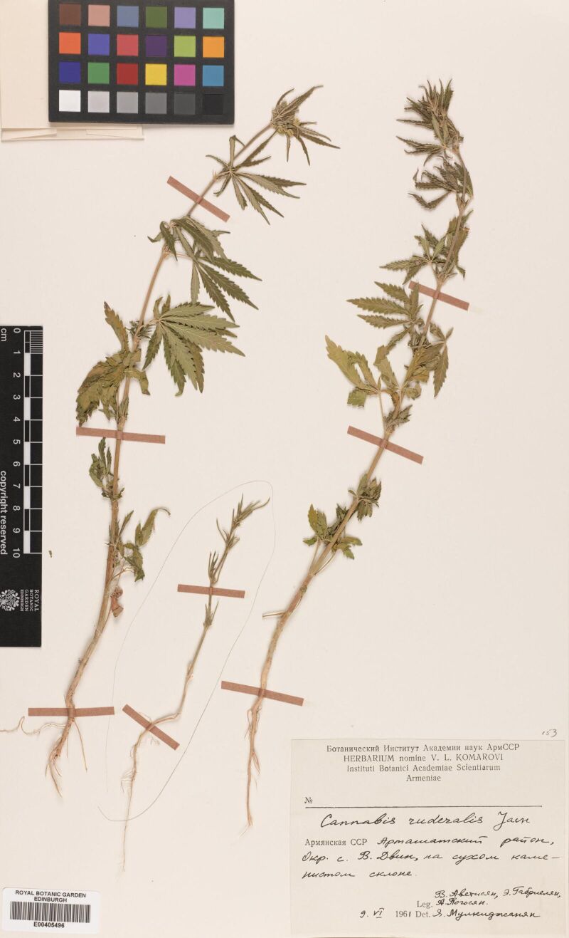Digitised herbarium sheet with three slender, branched cannabis plants with their roots, a colour chart at the top and a printed label completed by hand at the lower right.