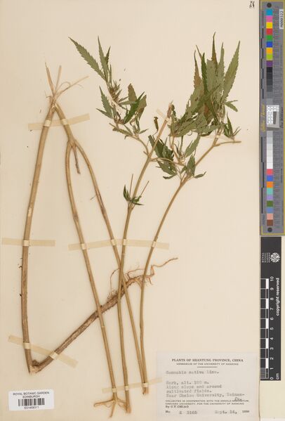 File:Chiao 3165 specimen E01459311.jpg