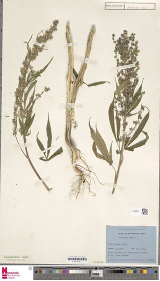 Digitised herbarium sheet with three pieces of a Cannabis plant, two flowering branches and a lower stem with roots, and a printed Flora of South-East Tibet label.