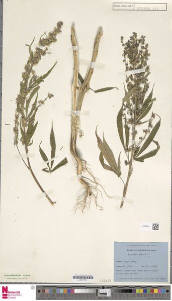 File:Ludlow 15714 specimen L.1592632.jpg