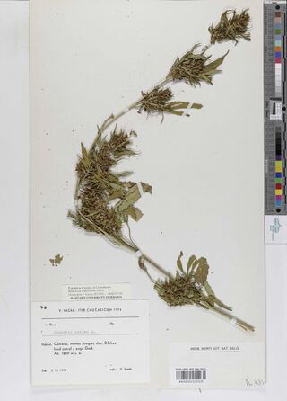 Digitised herbarium sheet with one large, much-branched Cannabis plant with dense leafy tops, a printed slip and a printed label at the lower left, and a colour chart at the right edge.