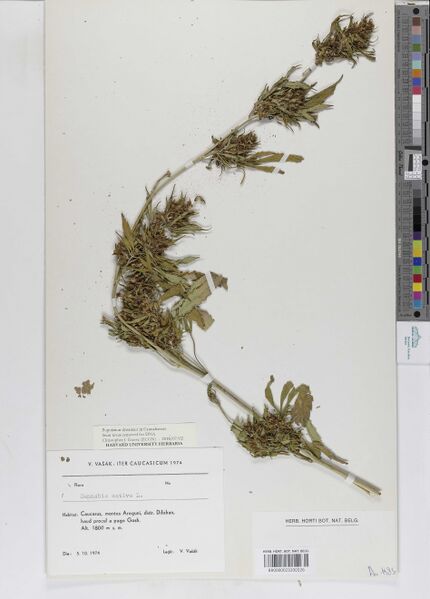 File:Vašák s.n. specimen BR0000023200326.jpg